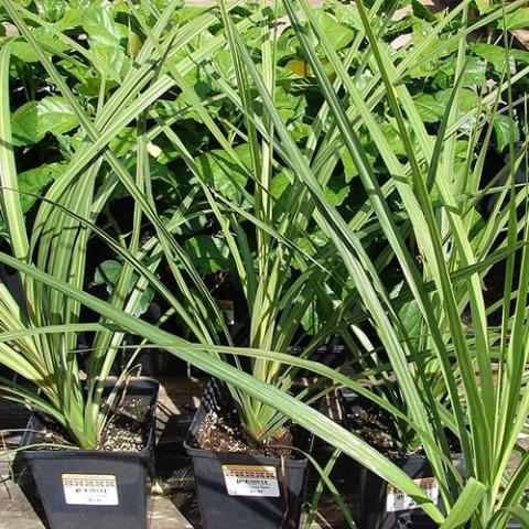 Green spike plants (Cordyline australis) with long green leaves in pots