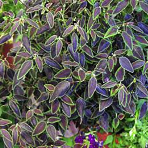 Euphorbia Flame Leaf, small burgundy pointed leaves with green edges