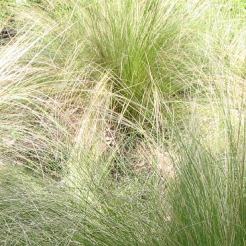 Stipa tenuissima, very thin grass blades, weeping form, light green