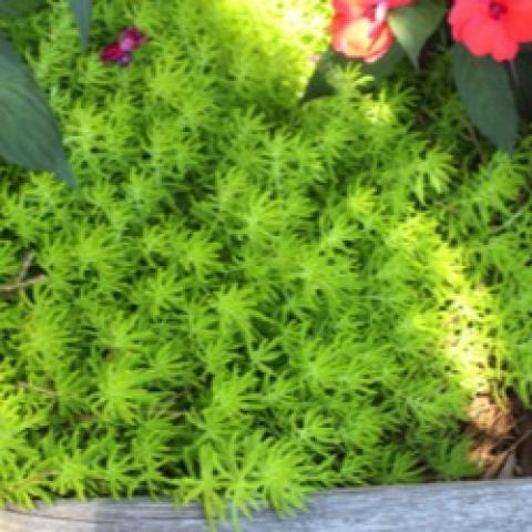 Sedum Lemon Ball, yellow-green narrow succulent foliage