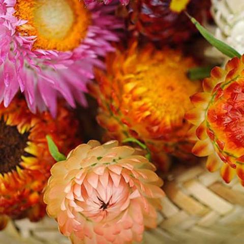 Tall double strawflowers, bright colors, densely petaled flowerheads