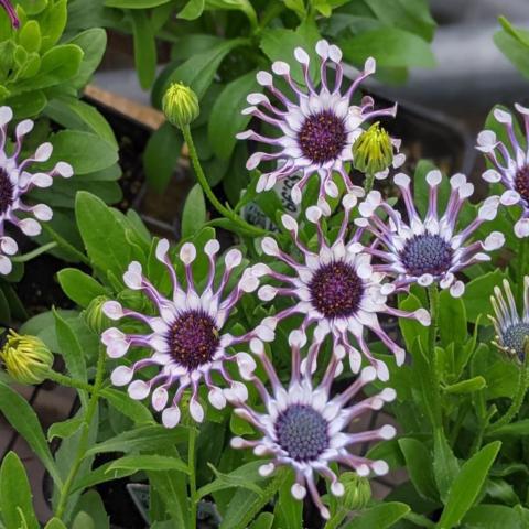 Osteospermum Flower Power Spider White, spoon-shaped white petals 