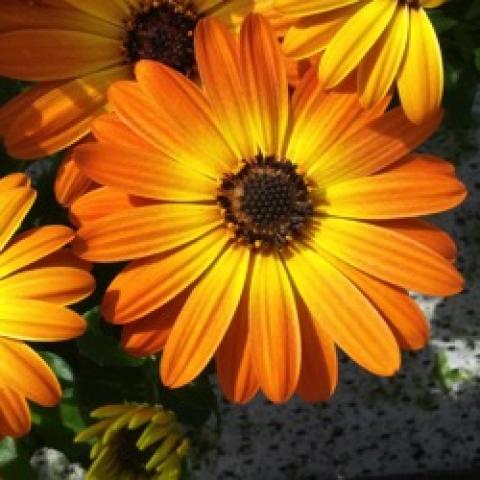 Osteospermum Margarita Orange Flare, light orange petals, yellow around a dark center
