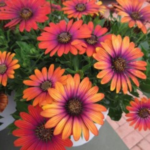 Osteospermum Zion Purple Sun, orange with a purple sheen, dark centers