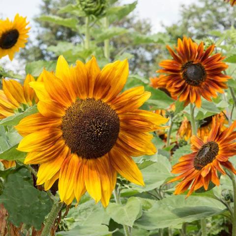 Helianthus Autumn Beauty, brown center, gold petals become rusty orange toward the centers