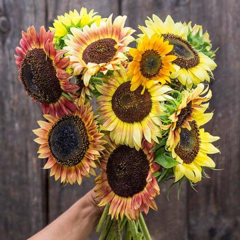 Helianthus Evening Blend, bouquet of sunflowers with wide brown centers, short petals gold to rust