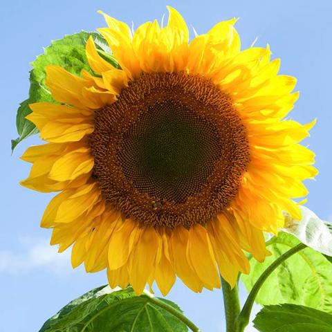 Helianthus Mammoth Russian, classic sunflower with short yellow petals