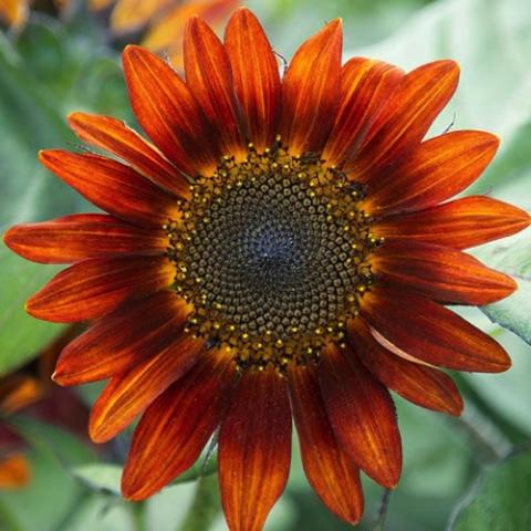 Helianthus Red Blend, rusty red petals are darker toward the dark centers