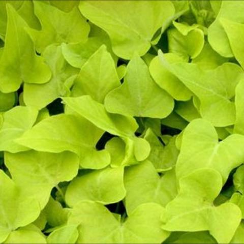 Ipomoea 'Golden Marguerite', yellow-green leaves