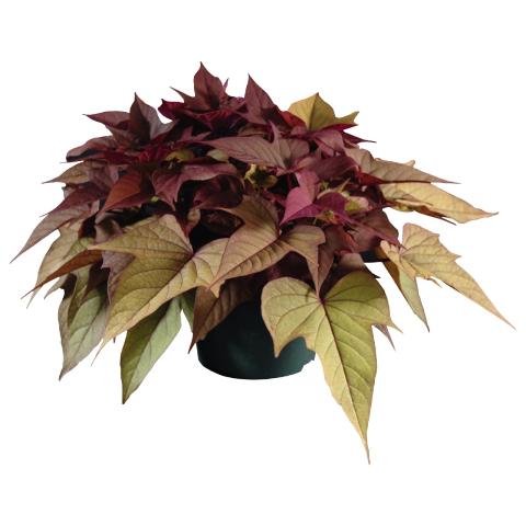 Ipomoea Bright Ideas Rusty Red, light green leaves with rusty red tinting