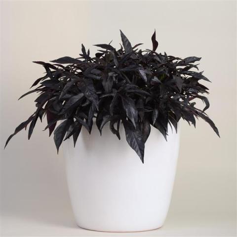 Ipomoea Spotlight Black, long pointed black leaves