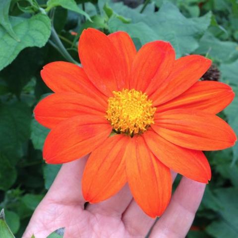 Tithonia 'Torch', bright orange single zinnia-type bloom