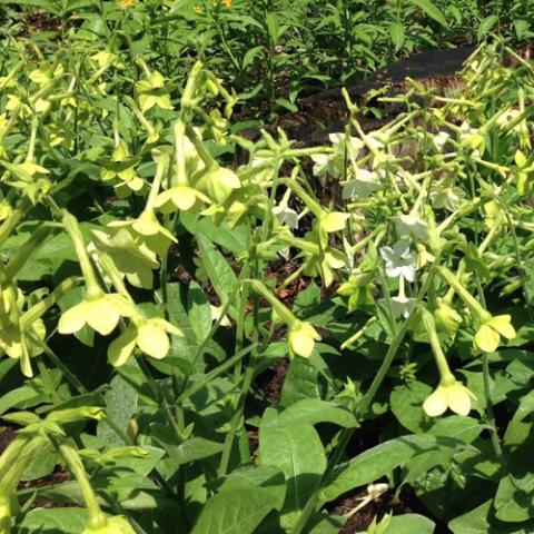 Lime Nicotiana with green flowers