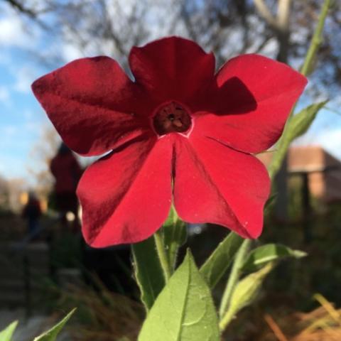 Nicotiana 'Dwarf Red', dark red star flower