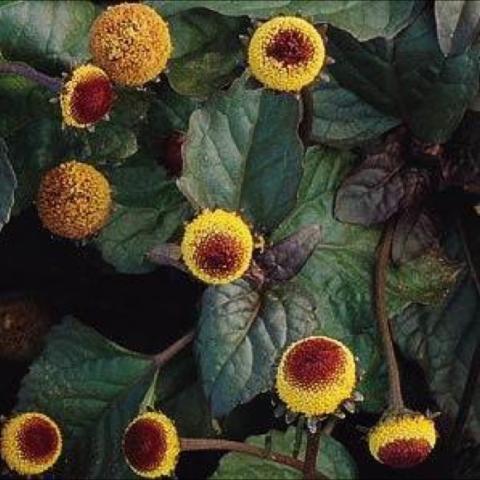 Spilanthes peek a book, yellow and brown petalless flowers