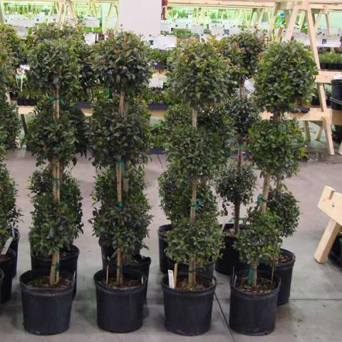 Brush cherry topiaries in a row with three spheres each