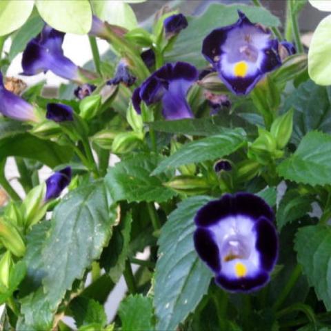 Torenia 'Clown Blue,' purple petals and white throats