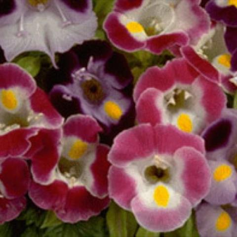 Torenia 'Clown Mix'