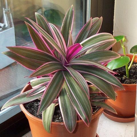 Tradescantia spatacea varegata, green, white and pink houseplant