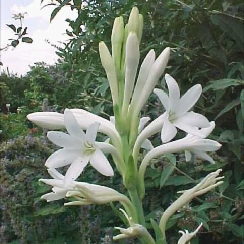 White tuberose blossom, very tropical