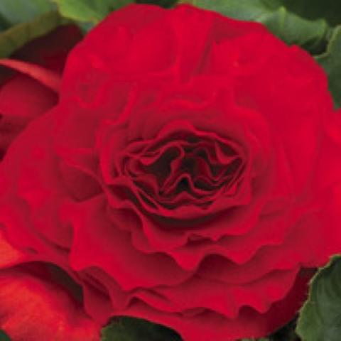 Very double red tuberous begonia