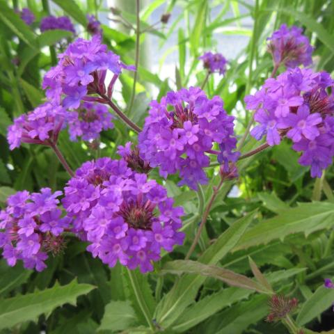 Verbena Dazzling Nights, purple flower clusters