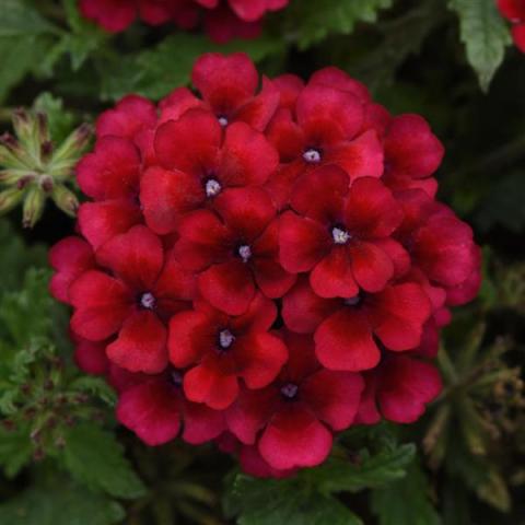 Verbena Vampire, cluster of dark red flowers with darker eyes