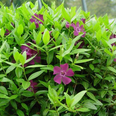 VInca minor atropurpurea, red-violet flowers and green leaves