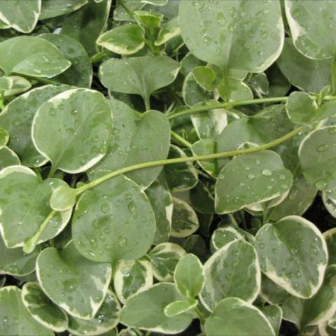 Vinca 'Expoflora', light green leaves with cream edges