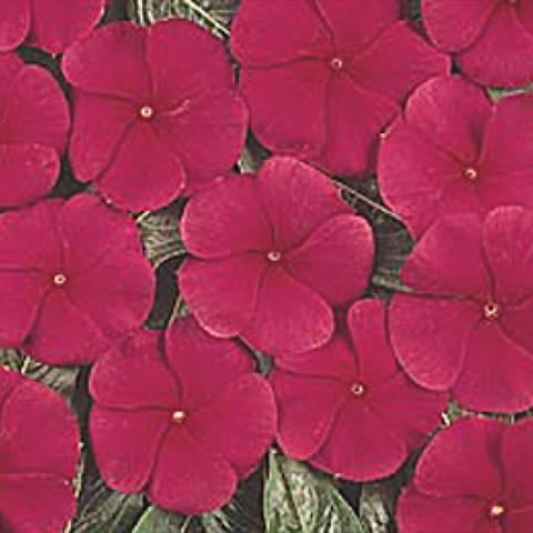 Vinca 'Pacifica Red', magenta-red blooms