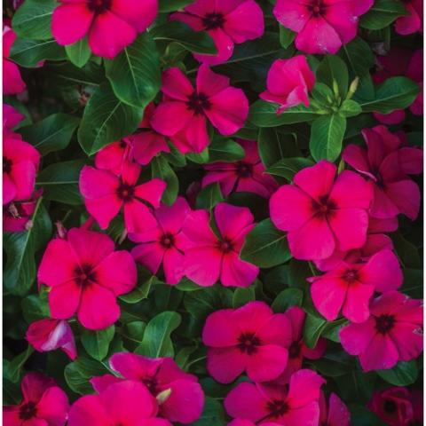 Vinca Tattoo Raspberry, bright magenta flat flowers with dark eyes