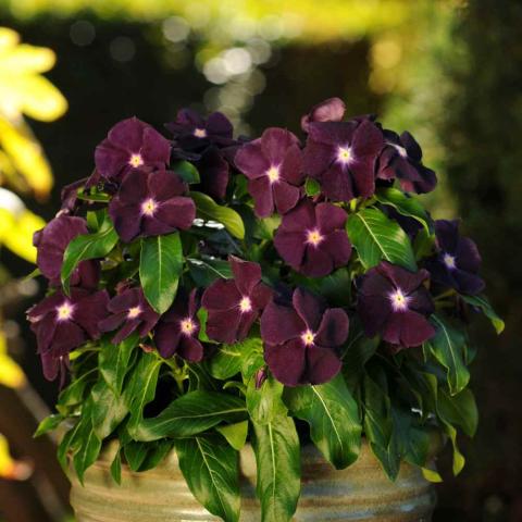 Vinca Tattoo Blackberry, dark purple close to black flat flowers with white eyes