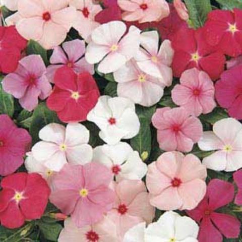 Vinca 'Cooler Mix', pink, red and white flowers