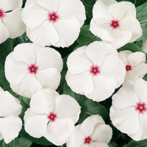 Vinca 'Peppermint', white flowers weth small red eyes