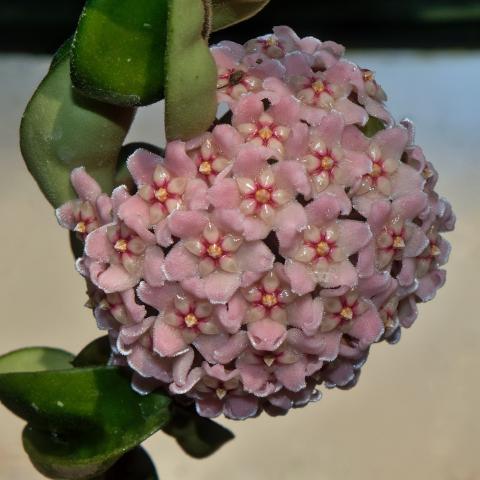 Hoya carnosa flowers, cluster of pink single simple flowers