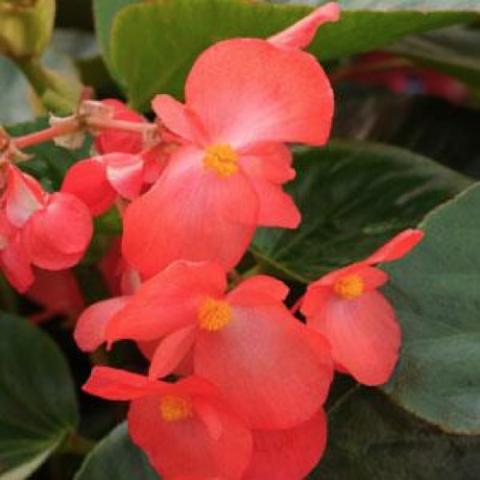 Begonia Whopper red with green leaves, very bright color