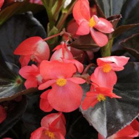 Begonia Whopper Red Bronze, dark leaves and dark coral flowers