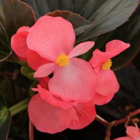 Begonia Whopper rose-colored flowers with bronze leaves