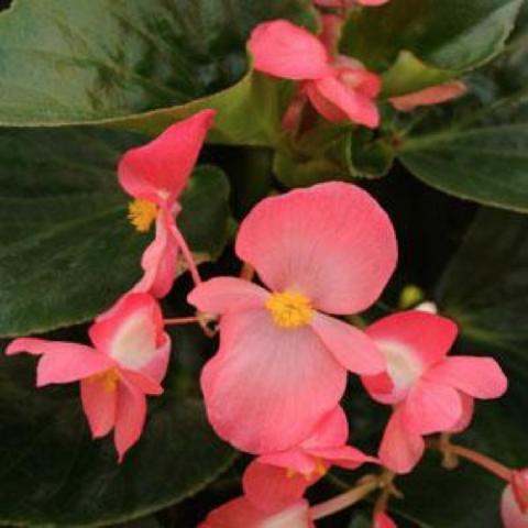 Begonia Whopper rose-colored flowers with green leaves