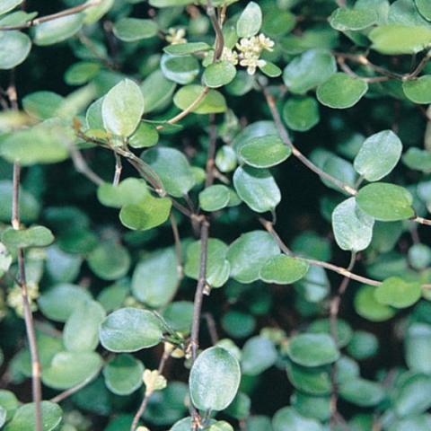 Wire vine, small green shiny leaves, very narrow stems