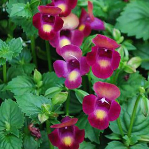 Torenia Magenta Moon, dark magenta open-mouthed flowers with light yellow touches