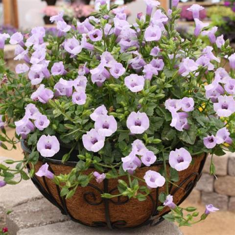 Torenia Summer Wave Silver, light lavender open-mouthed flowers