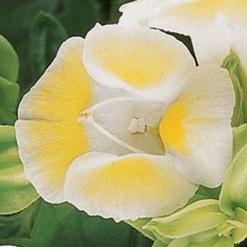 Torenia 'Clown Lemon', yellow and white 4 petaled flower