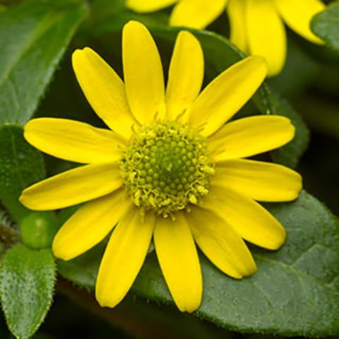 Sanvitalia Queen of Sunlight, small bright yellow daisy with green center