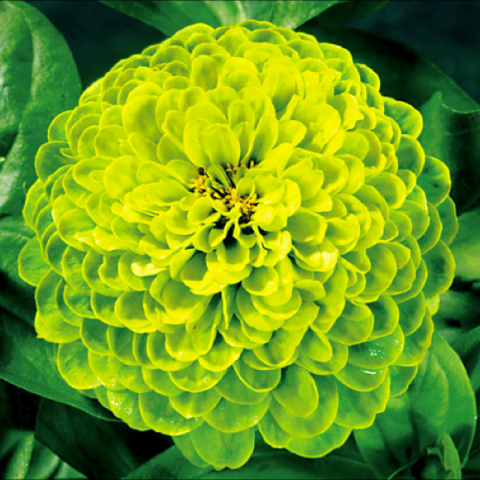Zinnia 'Envy', lime green double