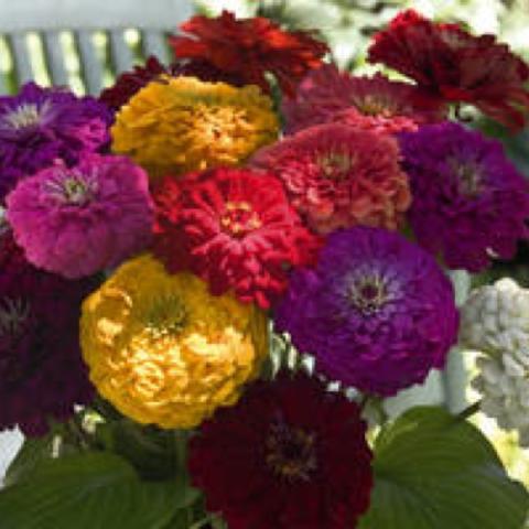 Zinnia 'Benary's Giant Mix', doubles in a range of colors