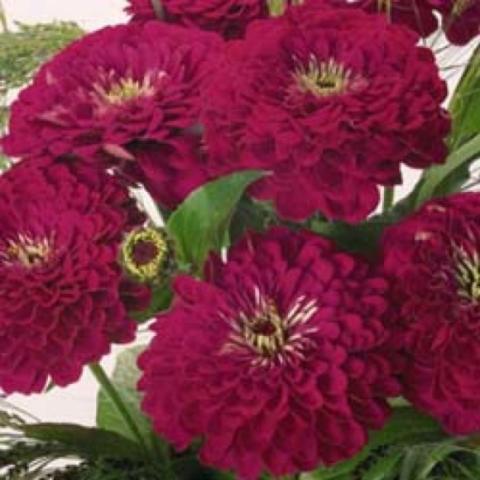 Zinnia 'Benary's Giant Wine', dark magenta-red doubles