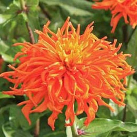 Zinnia 'Inca', amazing orange with pointed petals