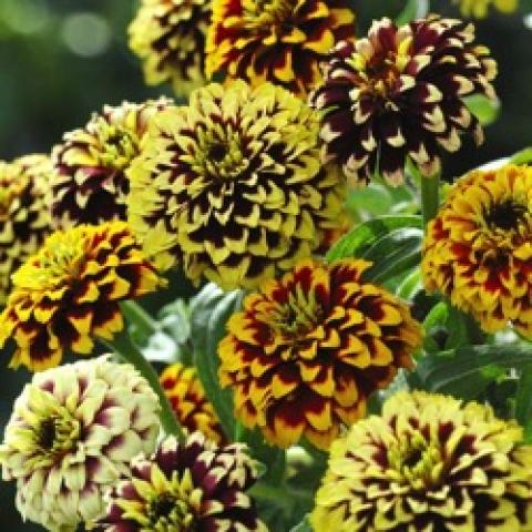 Zinnia Jazzy Mix, double flowers in dark colors with light yellow-tipped petals