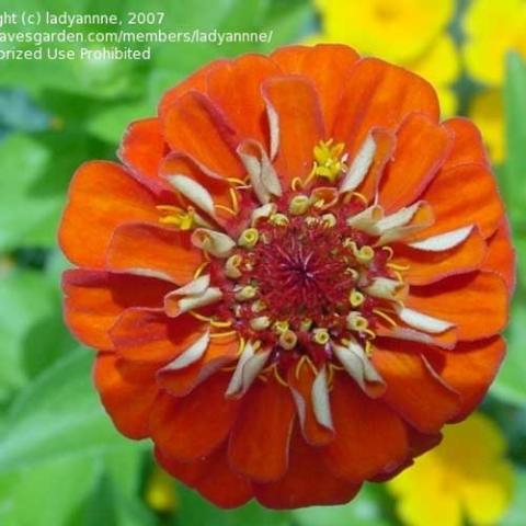Bright orange zinnia, semidouble with darker orange center